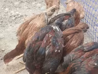 Chickens — عکس 3