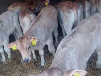 گاو نر, Simmental cattle — عکس 5