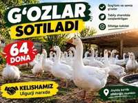 Geese — फ़ोटो 1