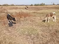 วัวตัวผู้, Simmental cattle — รูปภาพ 3