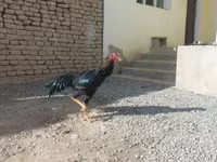 Chickens — foto 5