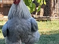 Brahma — foto 2