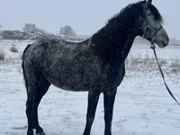 Koń, Orlov Trotter — zdjęcie 3