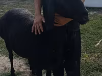 Ovce, Arashan sheep — foto 1