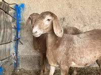 میش, Arashan sheep — عکس 3