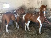 Cavallo, Cavalli — foto 1