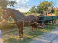 Égua, Cavalos — foto 5