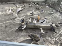 Ducks — फ़ोटो 3