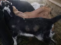 Koza, Nubian Goat — zdjęcie 2