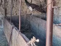 Turkeys — fotografija 3