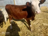 گاو ماده, گاو سفیدسر قزاقستانی — عکس 2