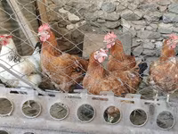 Chickens — عکس 2