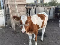 گاو نر, Simmental cattle — عکس 2