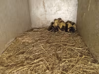 Ducks — foto 1