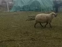 Vædder, Shroshire sheep — foto 3