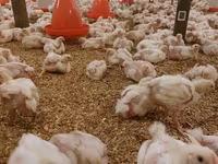 Chickens — picha 7