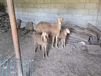 Kambing betina, Tian-Shan semifinewool sheep — foto 7