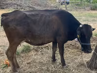 Lembu betina, Brown Latvian — foto 2
