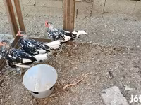 ሃምቡርግ — ፎቶ 2