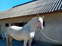 Kůň, Lipizzaner — foto 3