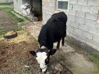 گاو نر, Simmental cattle — عکس 6