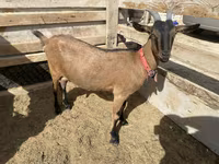 Koza, Saanen goat — zdjęcie 4
