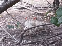 Muscovy domestica — foto 4