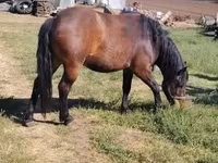 Hengst, Paarden — foto 4