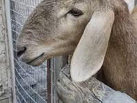Pecora, Pecore — foto 1