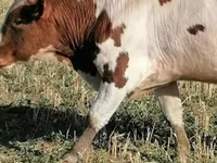 Ταύρος, Simmental cattle — φωτογραφία 5