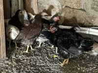 Chickens — عکس 2