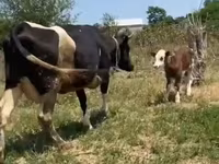 Vaca, Russian Black pied cattle — foto 4