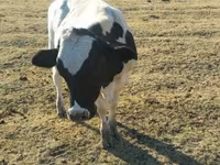 Bulle, Russian Black pied cattle — Foto 8