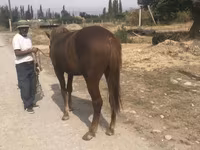 Hingst, Heste — foto 6