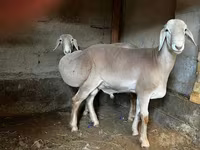 Ovca, Arashan sheep — fotografija 3