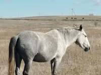 Klisna, Kazakh horse — foto 1
