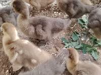 Ducks — 사진 3
