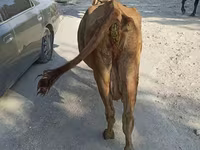 பசு, Simmental cattle — புகைப்படம் 3