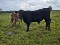 Boğa, Aberdin Angus — foto 1