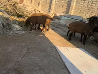 母羊, Sheep — 照片 8