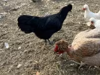 Chickens — عکس 4