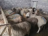 مینڈھا, بھیڑیں — تصویر 3