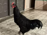 Australian Pit Game fowl — photo 3