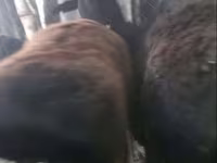میش, گوسفند — عکس 3