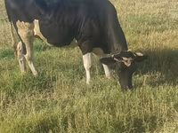 Ko, Holstein-race — foto 2