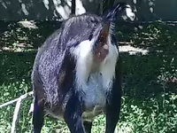 Capra, Alpine goat — foto 2