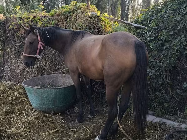 Klisna, Thoroughbred horse