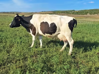 گاو ماده, Simmental cattle — عکس 2