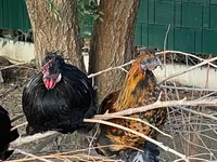 Chickens — foto 2