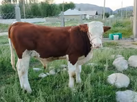 Lembu jantan, Montbéliarde — foto 2